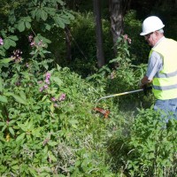 Himalayan Balsam